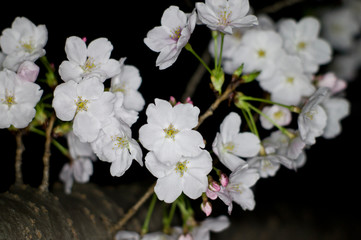 An electronic flash photographed cherry blossoms.