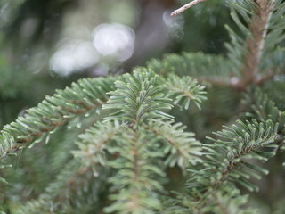 Beautiful green needles of spruce on a branch close-up on a Sunny summer day. Branches of an evergreen tree.