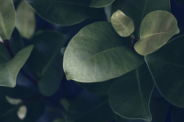 Fototapeta na wymiar Green leaf background. tropical dark green leaf, abstract green texture, nature background for wallpaper
