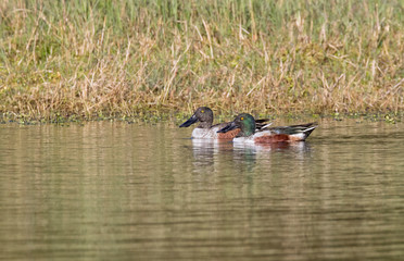 The couple of Northern Shoveler (Anas clypeata) at nature preserve, Galveston