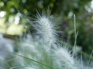 Fluffy ears of feather grass on a background of green leaves on a Sunny summer day. Mat grass in a meadow.