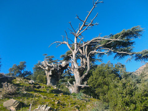 tikjda algeria forest