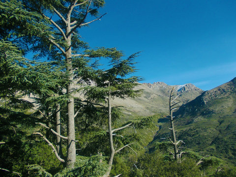 tikjda algeria forest