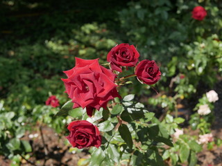 Flowering of a large maroon rose in a city Park on a Sunny summer day. A Bud blooming on the stem emits a fragrance.