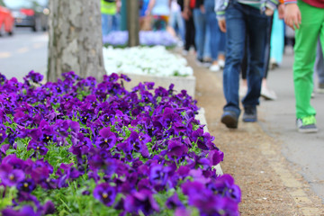 Bunch of violet flowers on street