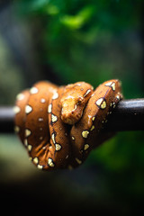 Close-up of the head of a small snake orange on a background of green leaves dof sharp focus space for text macro reptile jungle aquarium home pet cute