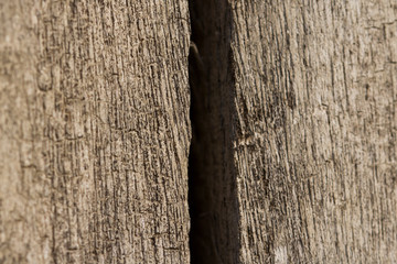 Obraz premium Abstract texture of tree stump, crack wood ancient.