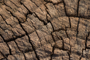 Old cracked tree trunk texture, gray background with holes, macro close up.