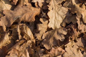  oak leafs - abstract natural background