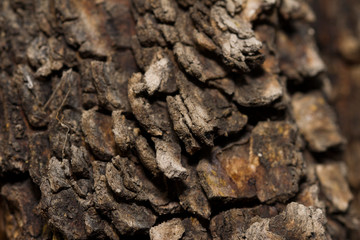 Old rough tree trunk texture close up, natural organic background. Growth, nature.