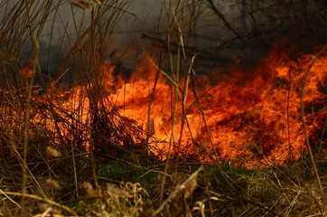 coastal zone of marsh creek, strong smoke from fire of liana overgrowth. Spring fires of dry reeds...