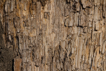 The buds of the old wood look strange.