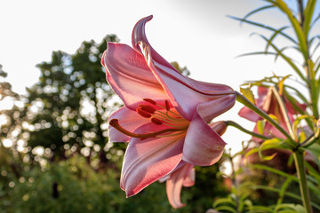 Close up of pink lily (Lilium) flower against sky