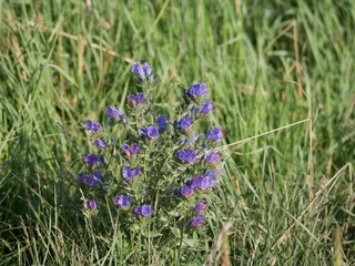 Blue wildflowers grow in a meadow among green grass on a Sunny summer day. Viper's bugloss on the field. Light fragrance from flowers.