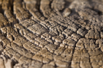 Weathered tree trunk textured background. Natural Tree Pattern. close up