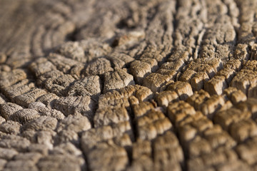 Weathered tree trunk textured background. Natural Tree Pattern