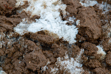 霜柱と赤土