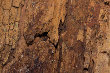 Weathered tree trunk textured background. The surface of the tree trunk texture. Close-up. Background. Space for text, inscriptions.