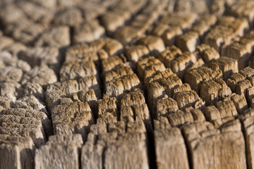 Weathered tree trunk textured background