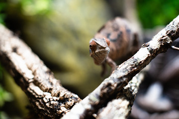 Chameleons lizard on stick stone walking looking eyes dof sharp focus space for text macro reptile jungle aquarium home pet cute