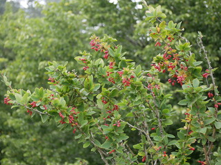 Red small ripe barberry berries on a branch with green leaves on a Sunny summer day.