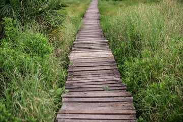 Fototapeta na wymiar a path through lush tropical vegetation made of wooden planks