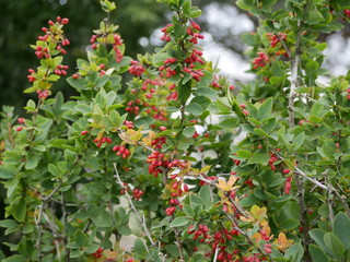 Red small ripe barberry berries on a branch with green leaves on a Sunny summer day.