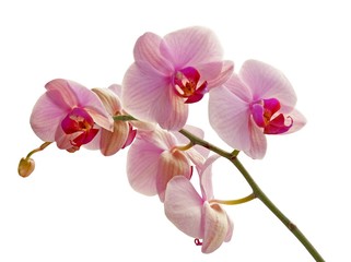 Fototapeta na wymiar pink flowers of orchid Phalaenopsis close up