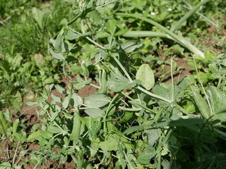 Green young pods and white pea flowers on a stalk in the garden on a summer day. The cultivation of a vegetarian meal.