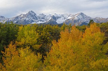Autumn aspens, Dallas Divide, San Juan Mountains, Colorado, USA