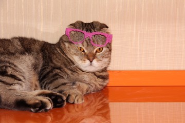 Cat in the role of the teacher in a makeshift pink glasses