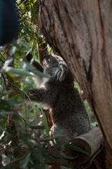 Koala in Phillip Island, Victoria, Australia