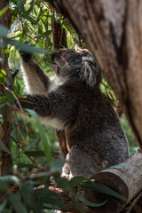 Koala in Phillip Island, Victoria, Australia