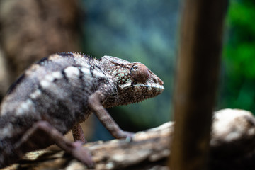 Chameleons lizard on stick stone walking looking eyes dof sharp focus space for text macro reptile jungle aquarium home pet cute