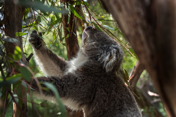 Koala in Phillip Island, Victoria, Australia