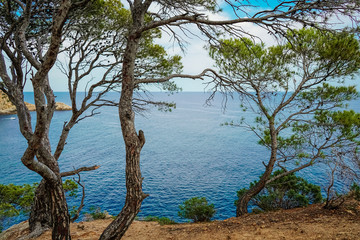 Top view of the turquoise Mediterranean sea, rocks and Bay, through the trees