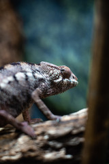 Chameleons lizard on stick stone walking looking eyes dof sharp focus space for text macro reptile jungle aquarium home pet cute