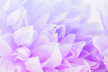 Beautiful purple and pink flowers made with color filters, soft color and blur style for background