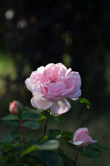 beautiful pink rose, photographed in the garden.