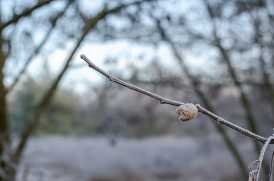 Side view of a Mantis ooteca on a winter branch. Laying of mantis eggs on a branch covered with hoarfrost. Eye level shooting. Selective focus. Close-up.