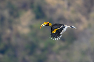 Beautiful Great Hornbill flying in nature © chamnan phanthong