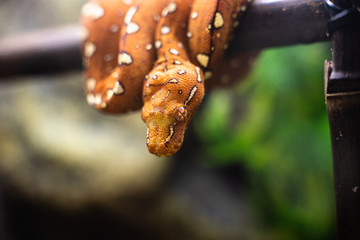 Close-up of the head of a small snake orange on a background of green leaves dof sharp focus space for text macro reptile jungle aquarium home pet cute