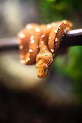 Close-up of the head of a small snake orange on a background of green leaves dof sharp focus space for text macro reptile jungle aquarium home pet cute
