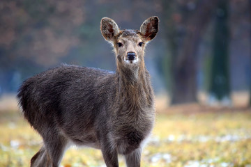 Young Dybowskii Female Deer in the Forest Winter