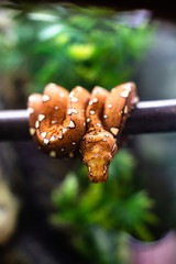 Close-up of the head of a small snake orange on a background of green leaves dof sharp focus space for text macro reptile jungle aquarium home pet cute