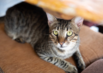 Portrait of cute gray cat lying on a chair under a table in a Mediterranean restaurantand looking...