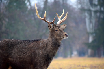 Naklejka na ściany i meble Young Dybowskii Deer in Winter Head Close Up Portrait