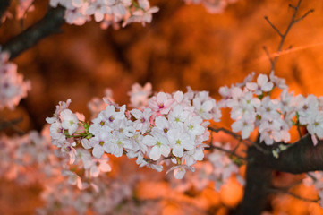 An electronic flash photographed cherry blossoms.