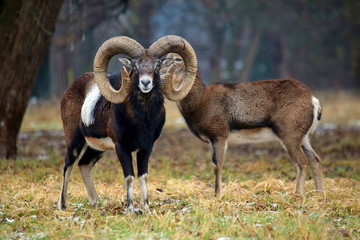 Mouflon Couple in the Forest Winter .. Portrait Ovis Aries Musimon