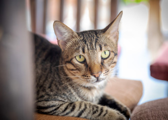 Close up portrait of cute gray cat lying on a chair under a table in a Mediterranean restaurantand looking into the camera
